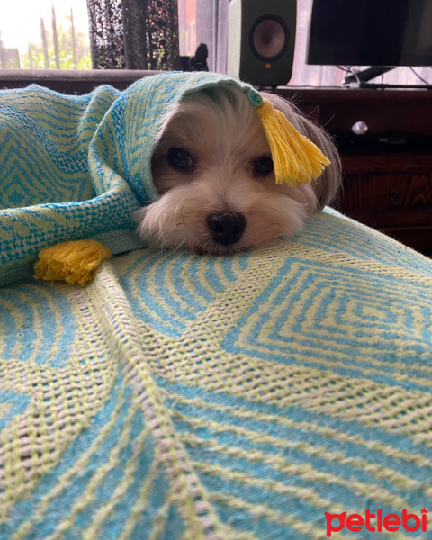 Maltese, Köpek  STAR fotoğrafı