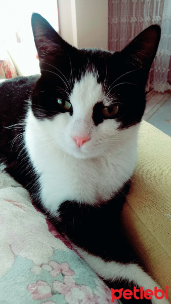 Tuxedo (Smokin) Kedi, Kedi  Minnak fotoğrafı