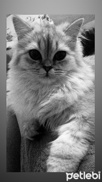 British Longhair, Kedi  Mia fotoğrafı
