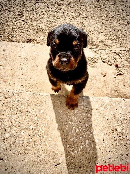 Rottweiler, Köpek  PABLO fotoğrafı