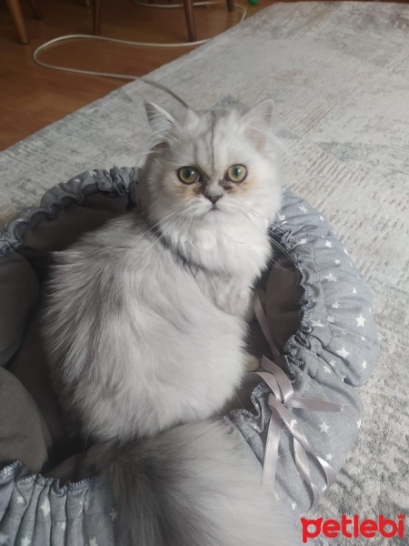 Chinchilla, Kedi  Şila fotoğrafı