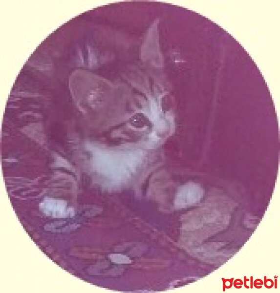 Tekir Kedi, Kedi  lesi fotoğrafı