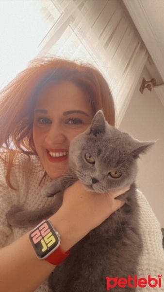 British Shorthair, Kedi  ŞURUP fotoğrafı