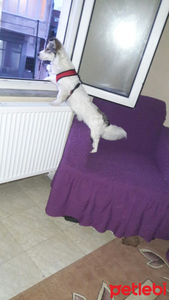 Welsh Terrier, Köpek  Oskar fotoğrafı
