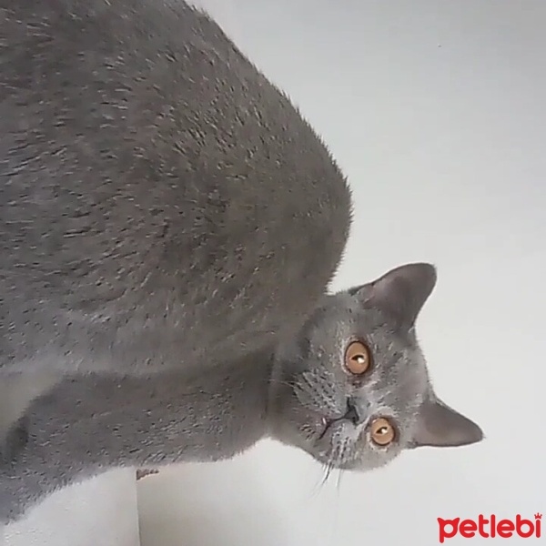 British Shorthair, Kedi  Duman fotoğrafı