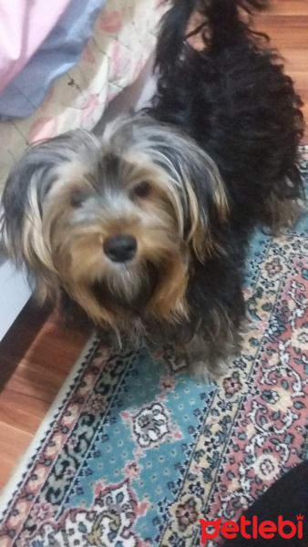 Yorkshire Terrier, Köpek  Alex fotoğrafı
