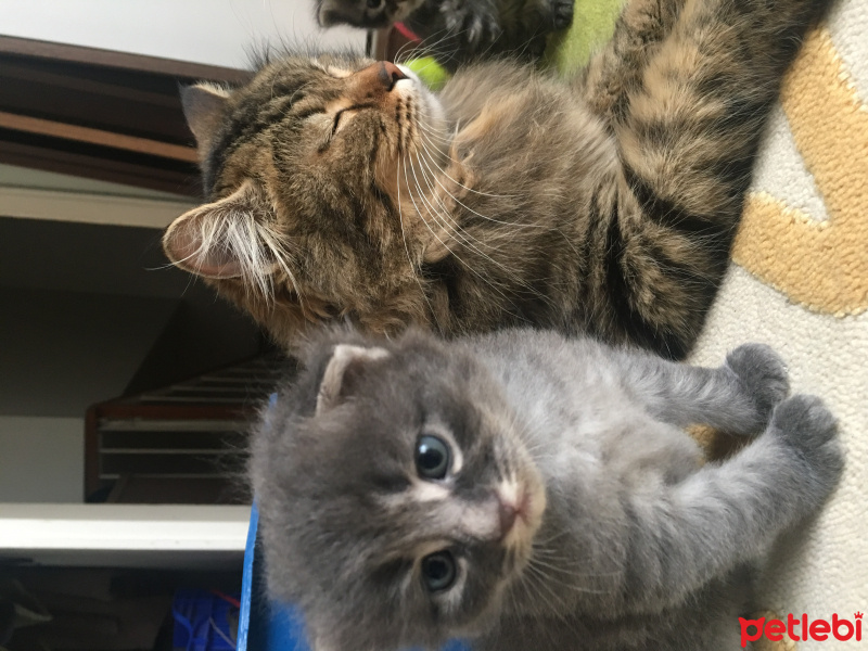 Tekir Kedi, Kedi  Vera fotoğrafı