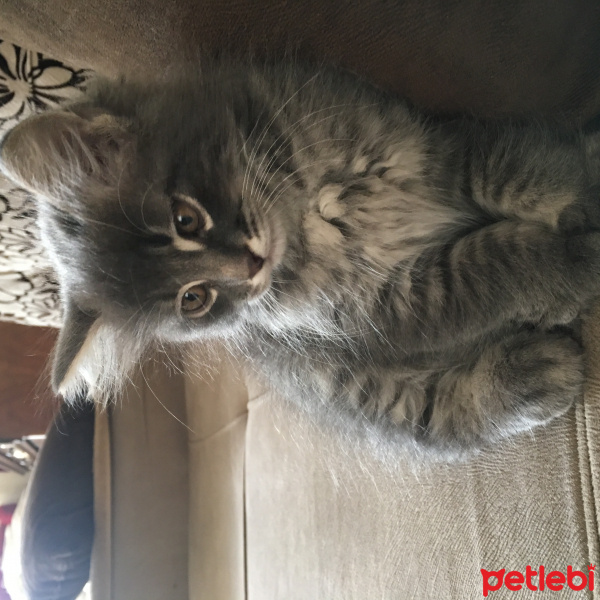 Tekir Kedi, Kedi  Vera fotoğrafı