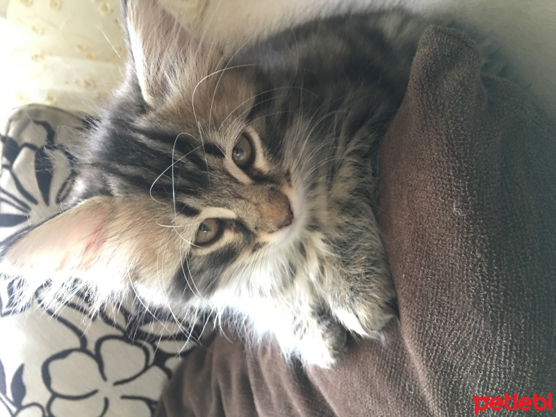 Tekir Kedi, Kedi  Vera fotoğrafı