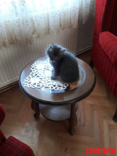Tekir Kedi, Kedi  Vera fotoğrafı