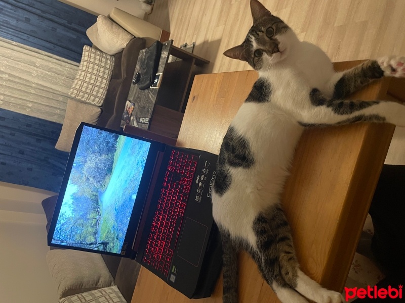 Tekir Kedi, Kedi  Boncuk fotoğrafı