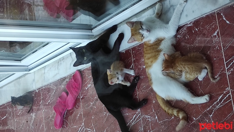 Bombay, Kedi  Zeytin fotoğrafı