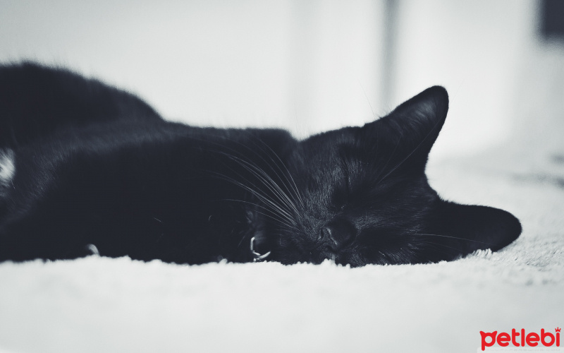 Bombay, Kedi  zeze fotoğrafı