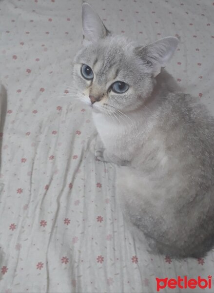 British Shorthair, Kedi  Pera fotoğrafı