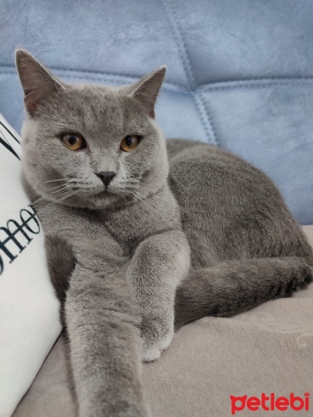 British Shorthair, Kedi  Duman fotoğrafı