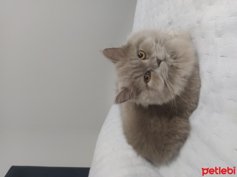 British Longhair, Kedi  Duman fotoğrafı