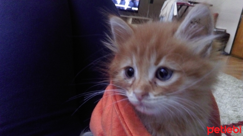 Tekir Kedi, Kedi  nisan fotoğrafı