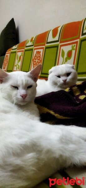 Ankara Kedisi, Kedi  Bulut fotoğrafı