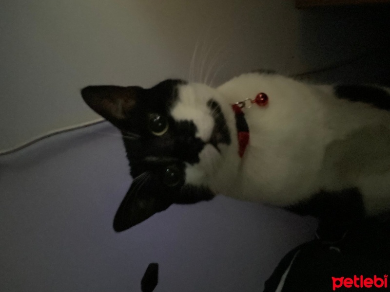 Tuxedo (Smokin) Kedi, Kedi  Zeytin fotoğrafı