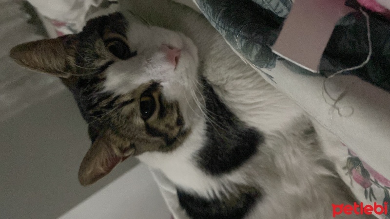 Tekir Kedi, Kedi  Behlül fotoğrafı