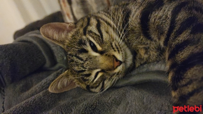 Tekir Kedi, Kedi  Gomis fotoğrafı