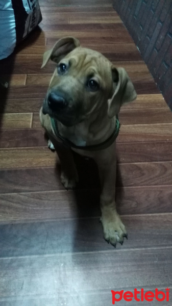 Amerikan Staffordshire Terrier, Köpek  Ross fotoğrafı