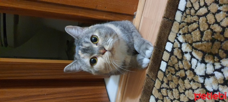British Shorthair, Kedi  MİA fotoğrafı