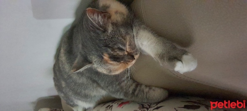 British Shorthair, Kedi  MİA fotoğrafı