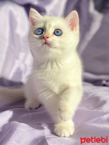 British Shorthair, Kedi  Mi Amor fotoğrafı