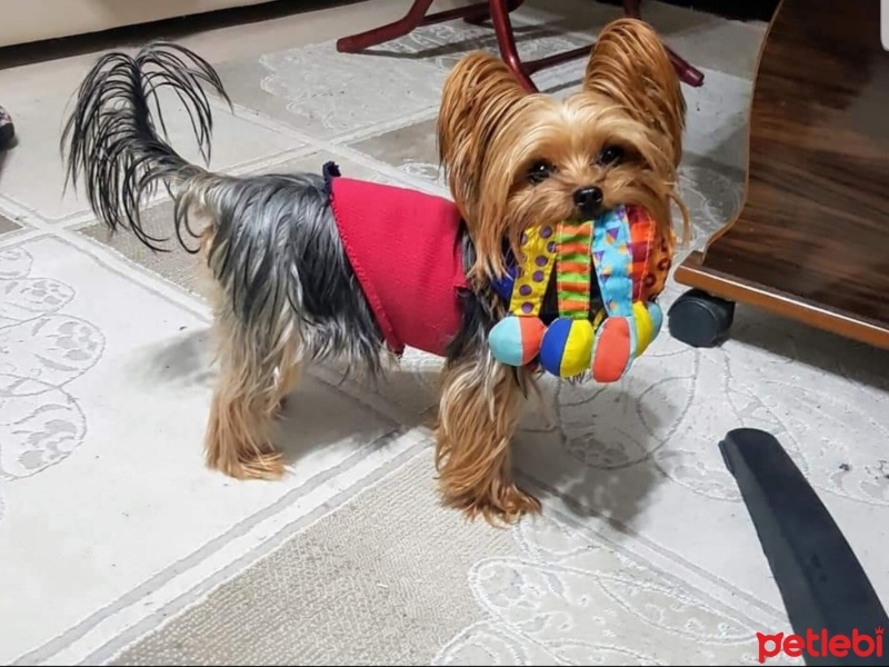 Yorkshire Terrier, Köpek  Rudy fotoğrafı