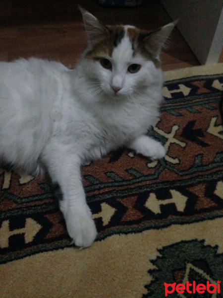 Tekir Kedi, Kedi  Arwen fotoğrafı