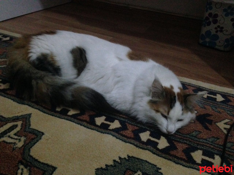 Tekir Kedi, Kedi  Arwen fotoğrafı