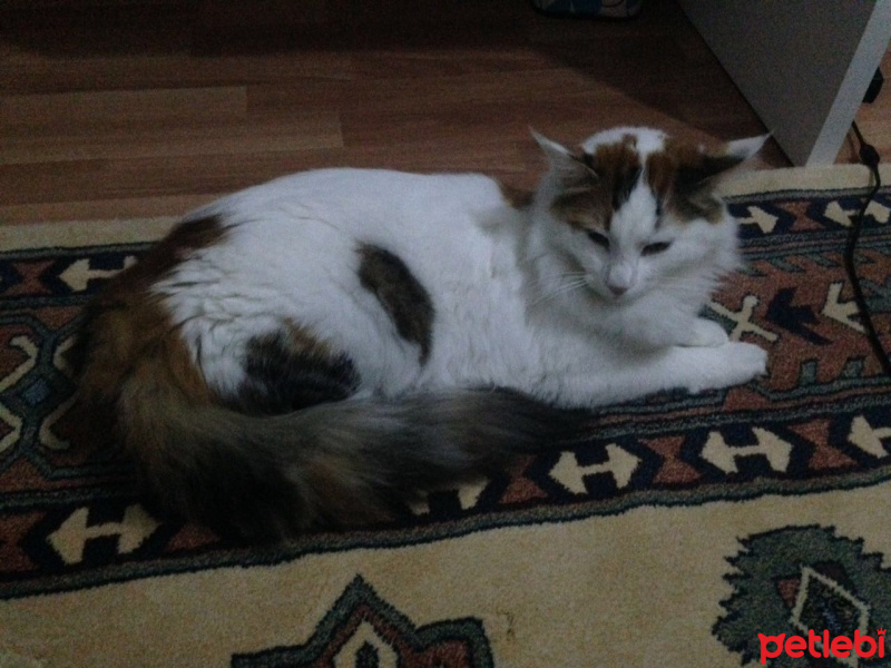 Tekir Kedi, Kedi  Arwen fotoğrafı