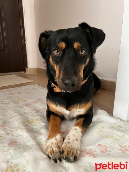 Dachshund (Sosis), Köpek  Şans fotoğrafı