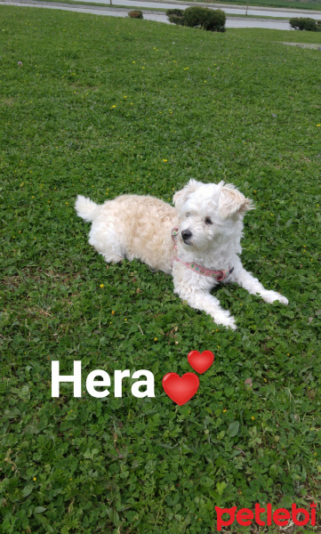 West Highland White Terrier, Köpek  Hera fotoğrafı