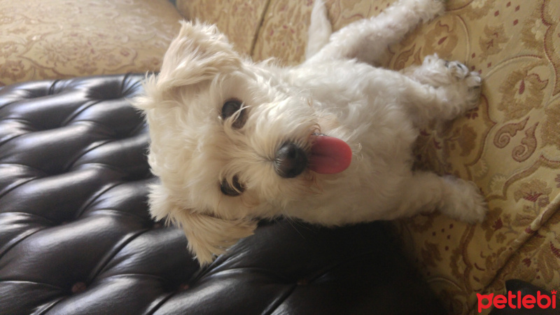 West Highland White Terrier, Köpek  Hera fotoğrafı