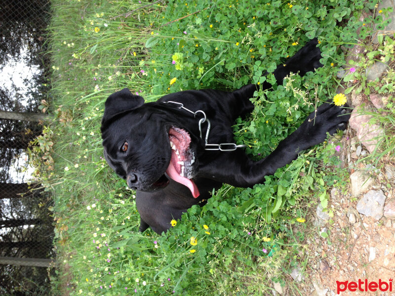 Cane Corso Italiano, Köpek  Cesur fotoğrafı