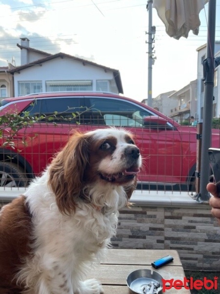 Cavalier King Charles Spanieli, Köpek  Foks fotoğrafı