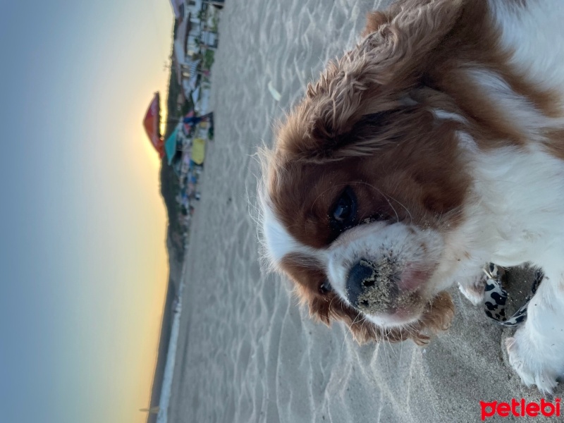 Cavalier King Charles Spanieli, Köpek  Fındık fotoğrafı