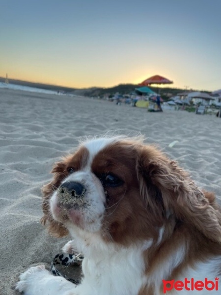 Cavalier King Charles Spanieli, Köpek  Fındık fotoğrafı
