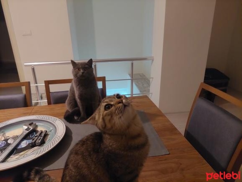 British Shorthair, Kedi  LUNA fotoğrafı