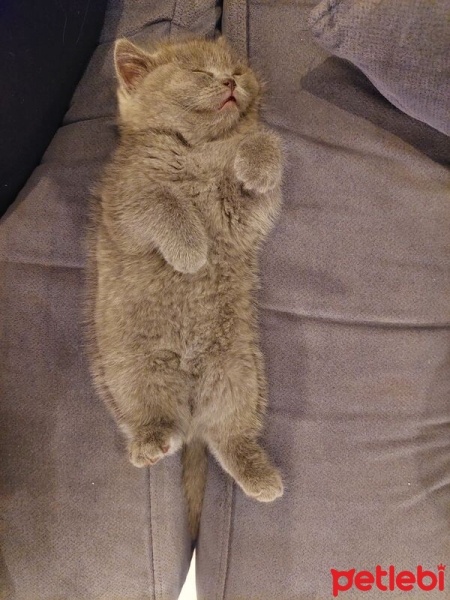 British Shorthair, Kedi  LUNA fotoğrafı