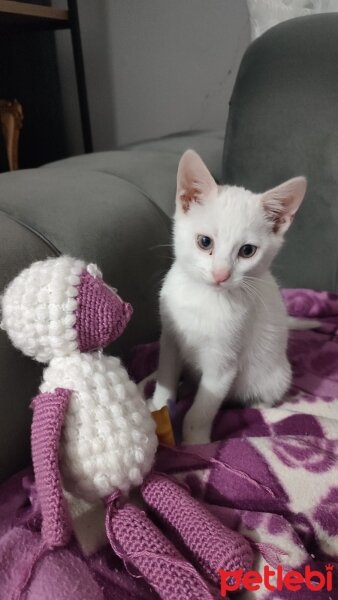 Ankara Kedisi, Kedi  Pamuk fotoğrafı