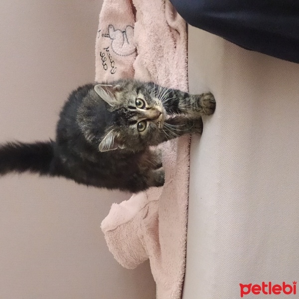 Tekir Kedi, Kedi  Patates fotoğrafı