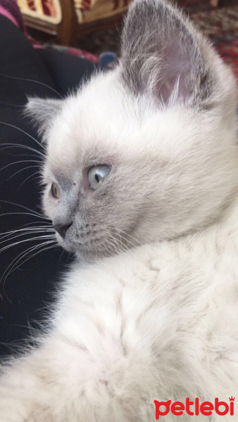 British Shorthair, Kedi  Behlül fotoğrafı