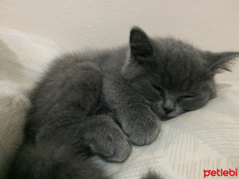 British Shorthair, Kedi  Duman fotoğrafı