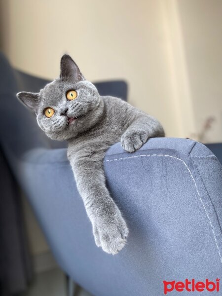 British Shorthair, Kedi  Alice fotoğrafı