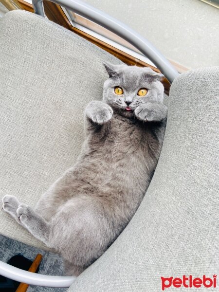 British Shorthair, Kedi  Alice fotoğrafı