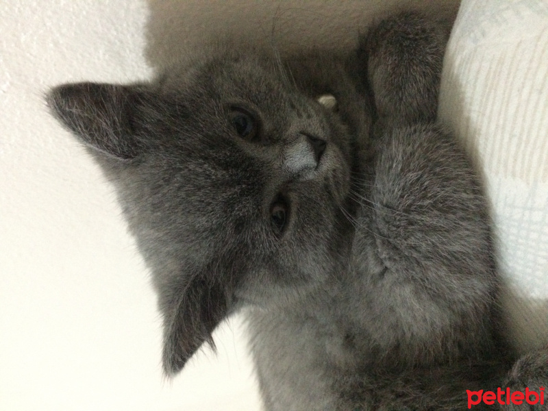 Scottish Fold, Kedi  Roka fotoğrafı