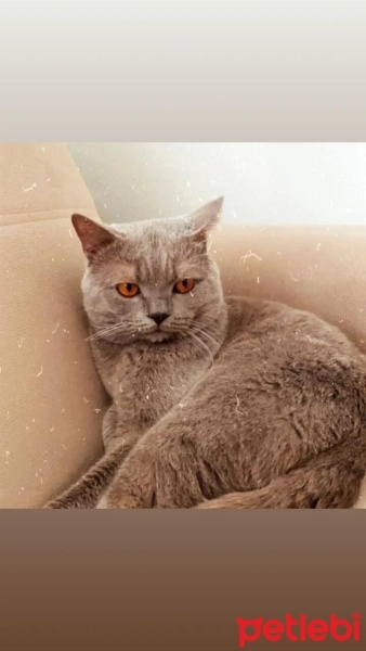 British Shorthair, Kedi  Duman fotoğrafı